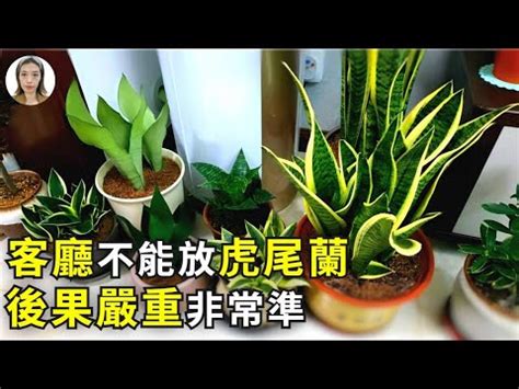 虎尾蘭風水客廳|【虎尾蘭風水】虎尾蘭風水指南：招財旺運、避厄除煞